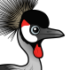 Grey Crowned-Crane