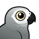 Gray Parrot