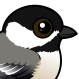 Black-capped Chickadee