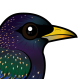 European Starling