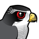 Northern Goshawk