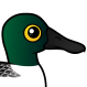 Northern Shoveler