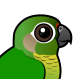 Maroon-bellied Parakeet
