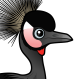 Black Crowned-Crane