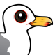 California Gull