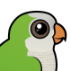 Monk Parakeet