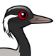 Demoiselle Crane