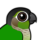 Green-cheeked Parakeet