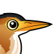 Least Bittern
