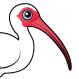 White Ibis