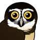Spectacled Owl