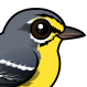 Adelaide's Warbler