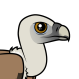 Eurasian Griffon