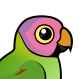 Blossom-headed Parakeet