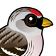 Hoary Redpoll