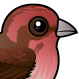 Purple Finch