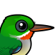 Puerto Rican Tody