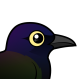 Common Grackle