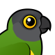Senegal Parrot