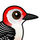 Red-bellied Woodpecker
