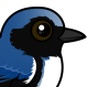 Black-throated Blue Warbler