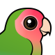 Rosy-faced Lovebird