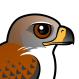 Ferruginous Hawk