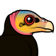 Greater Yellow-headed Vulture