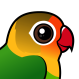 Fischer's Lovebird
