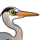 Great Blue Heron