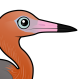 Reddish Egret