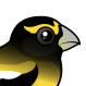 Evening Grosbeak