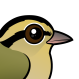 Worm-eating Warbler