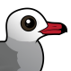 Heermann's Gull
