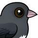 Dark-eyed Junco