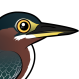 Green Heron