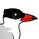 Caspian Tern