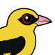 Eurasian Golden Oriole