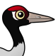 Black-necked Crane