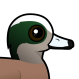 American Wigeon