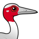 Sarus Crane
