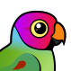 Plum-headed Parakeet