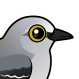 Northern Mockingbird