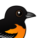 Baltimore Oriole