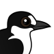Sooty Tern