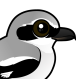 Northern Shrike