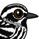 Black-and-white Warbler