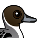 Northern Pintail