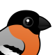 Eurasian Bullfinch