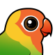 Lilian's Lovebird